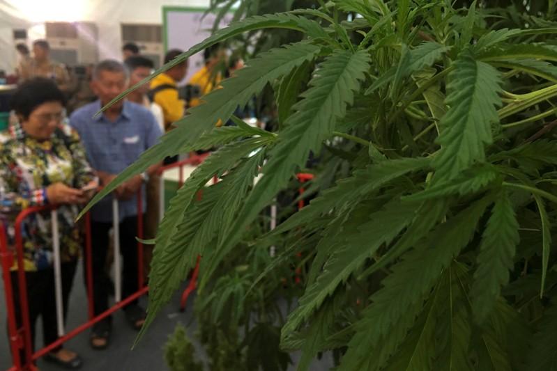 Thailand drops cannabis extracts from narcotics list; firms eye investments